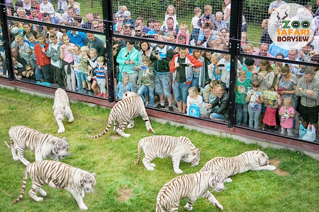 zoo safari borysew kamera internetowa