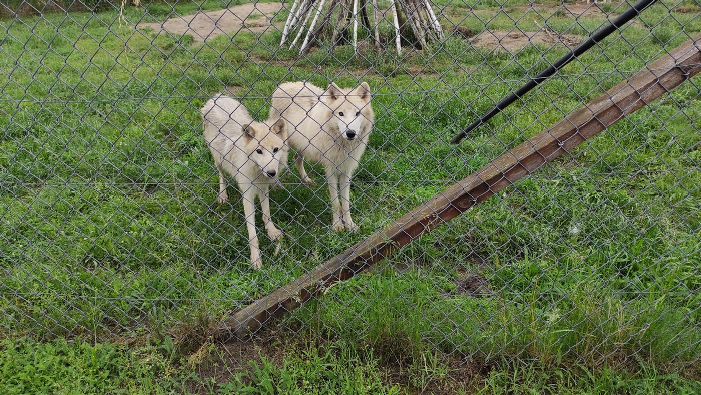 Białe wilczyce w Zoo Borysew